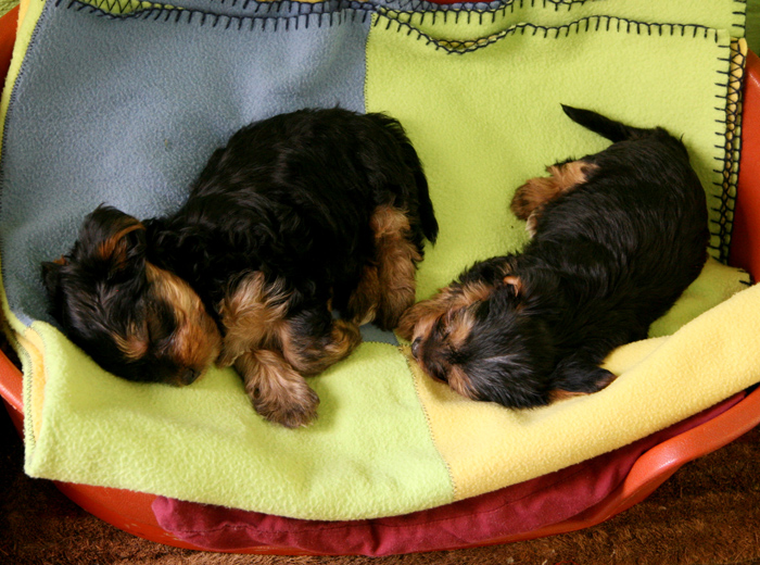 ddos服务器攻击手段