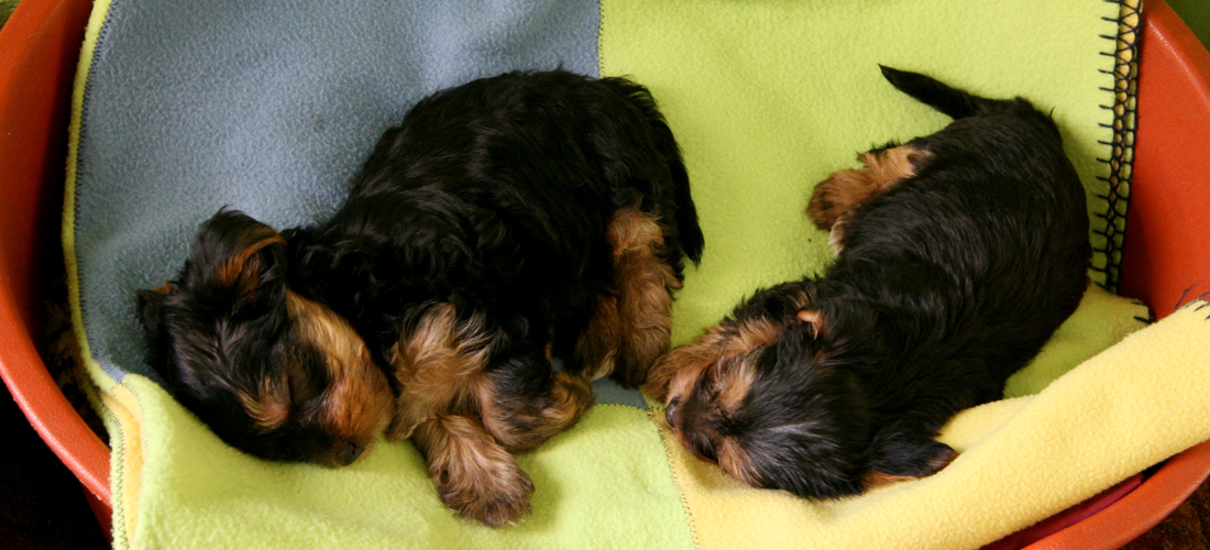 ddos攻击ip软件下载